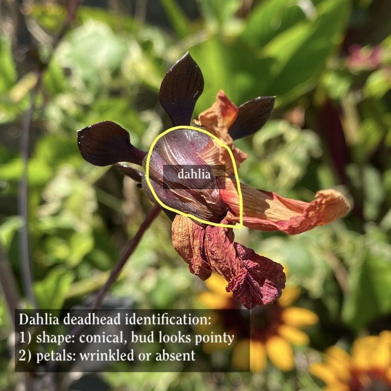 Deadheading a dahlia 1 