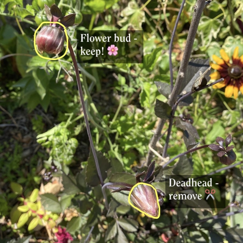 Deadheading a dahlia 2