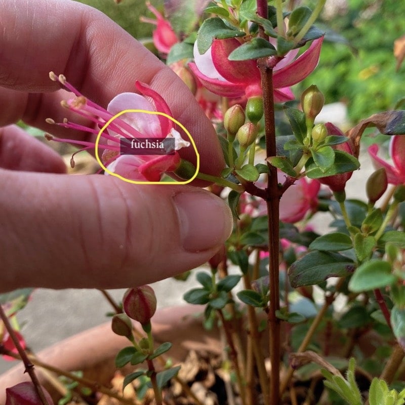 Removing flowers from a fuchsia 1 