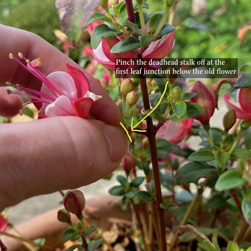 Removing flowers from a fuchsia 2