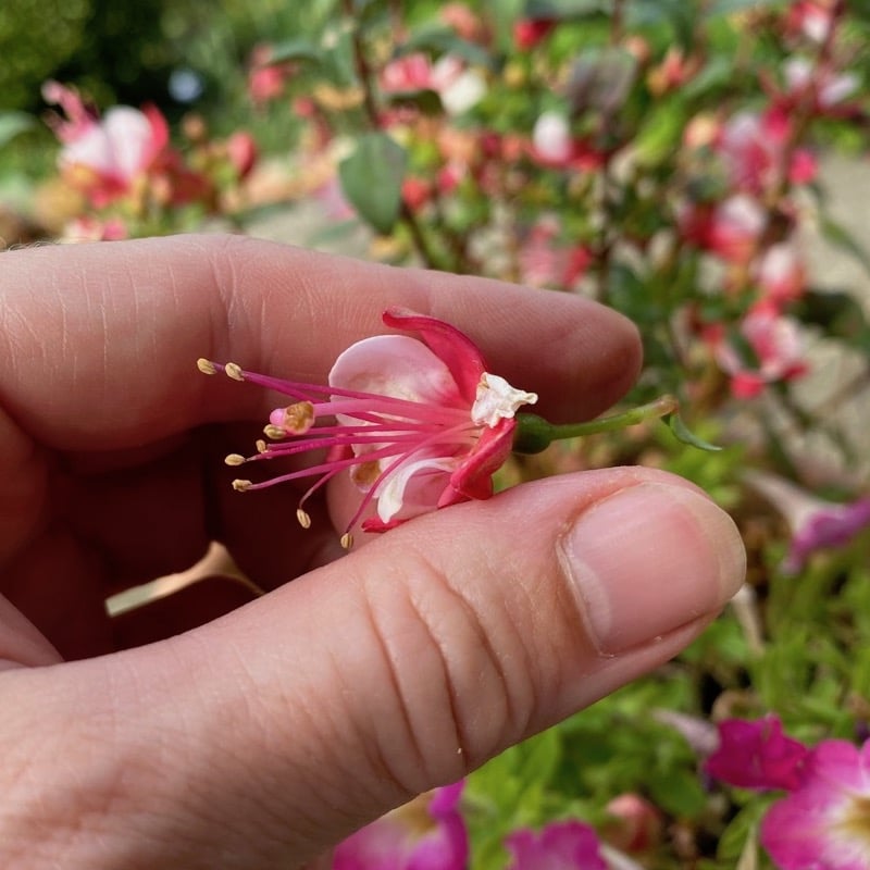 Removing flowers from a fuchsia 3