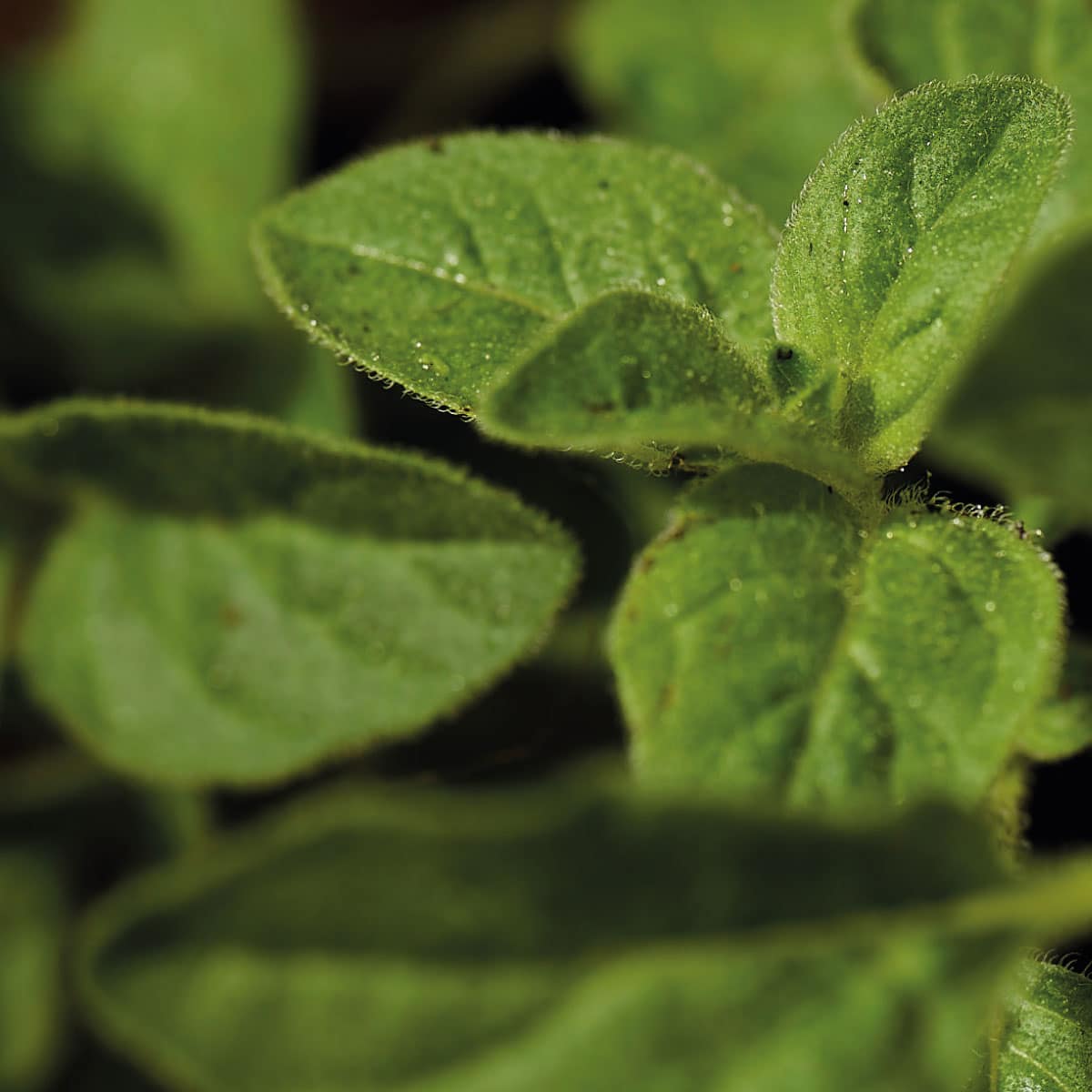 close up of oregano leaves