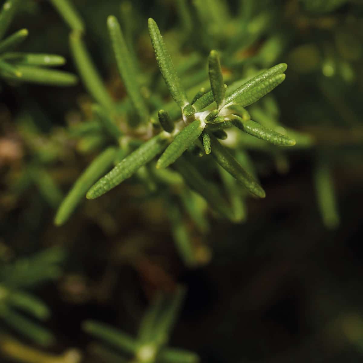 close up of rosemary leaves