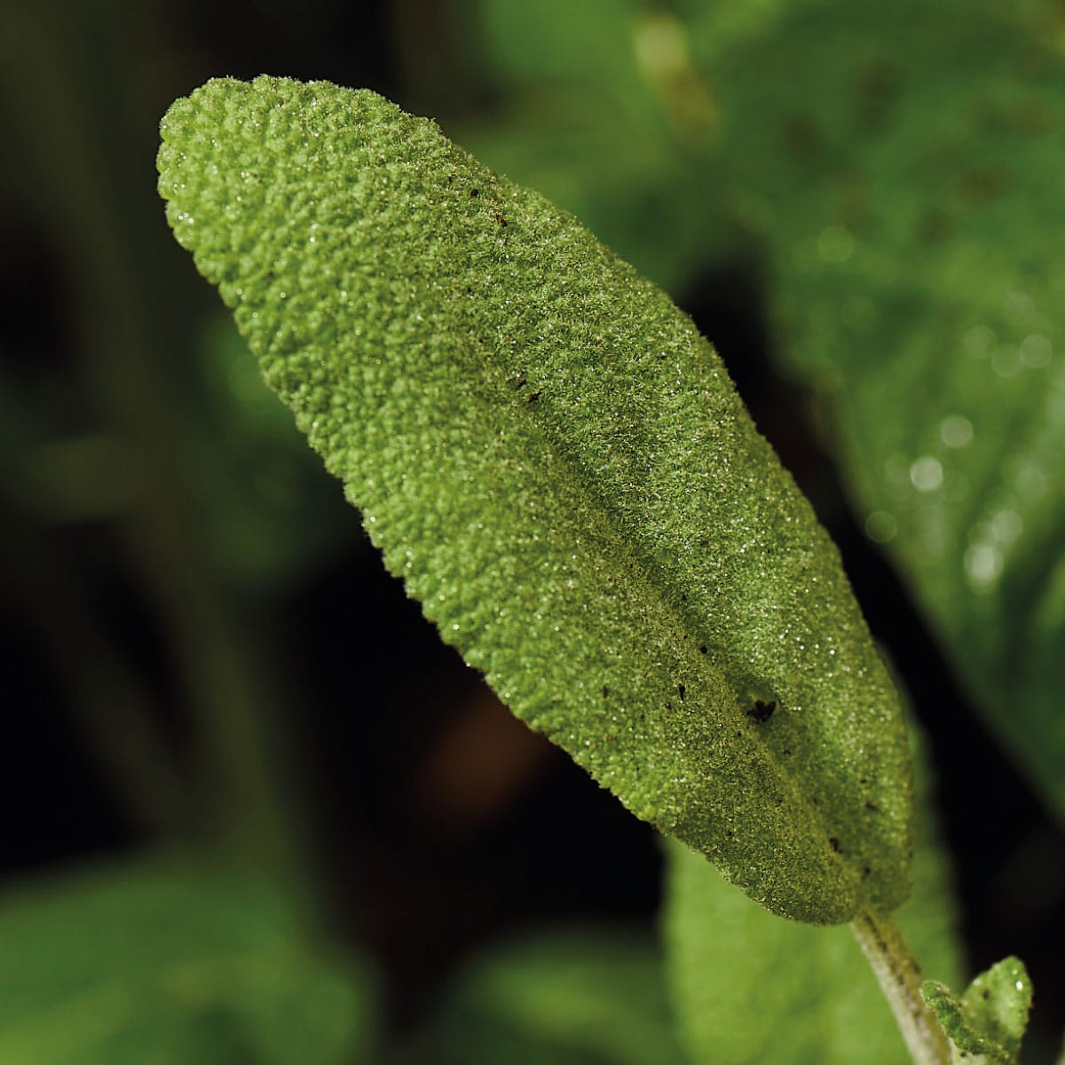 close up of sage leaves