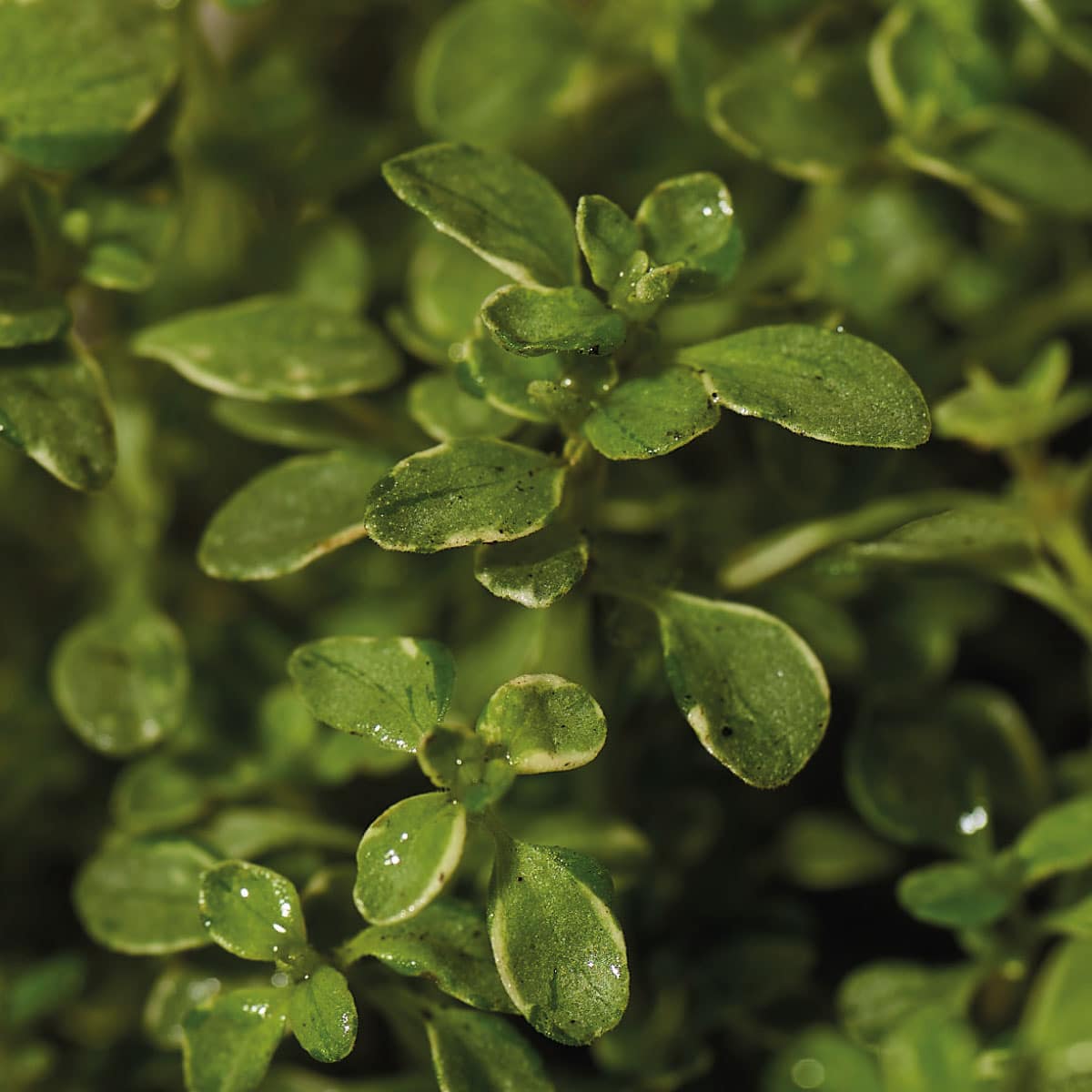 close up of thyme leaves