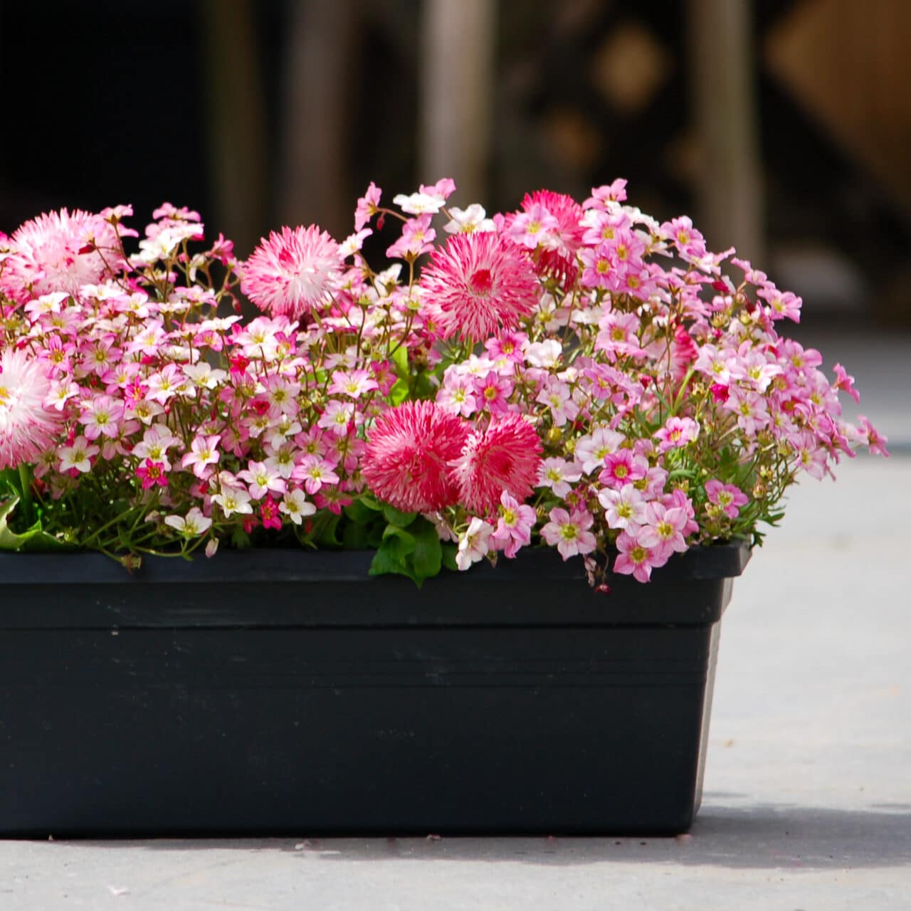 The Smile Small Window Box. Spring and summer plants for window box