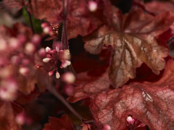 bronze and red heuchera