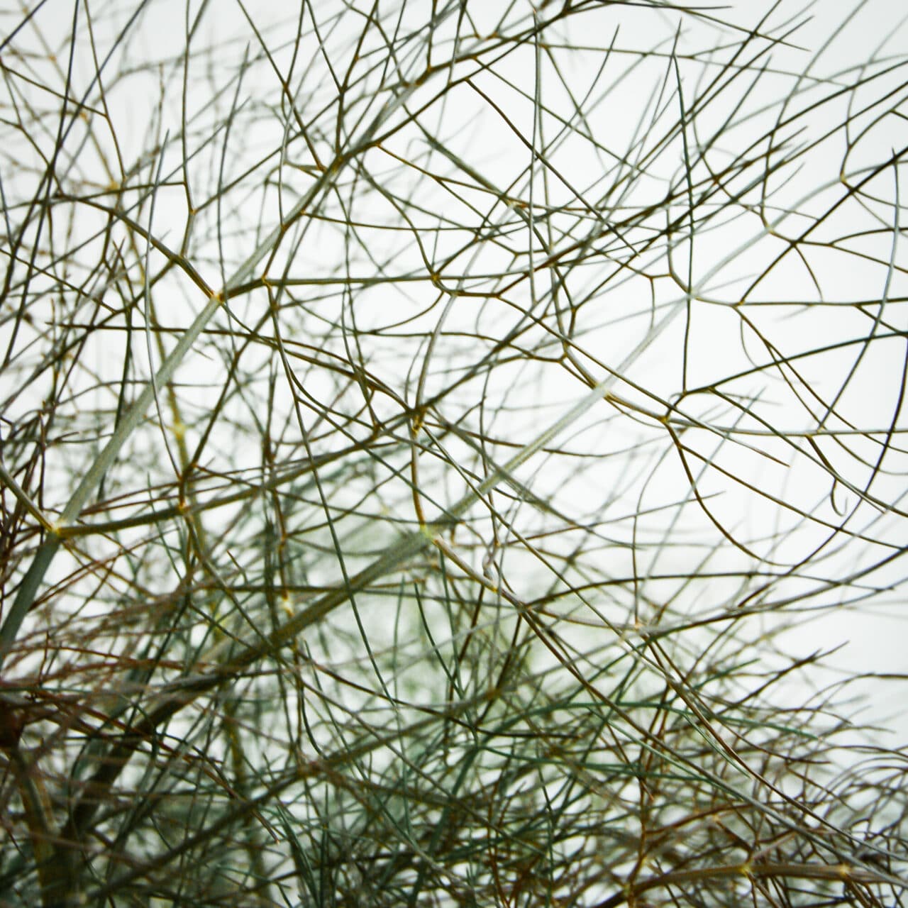 close up of fennel leaves