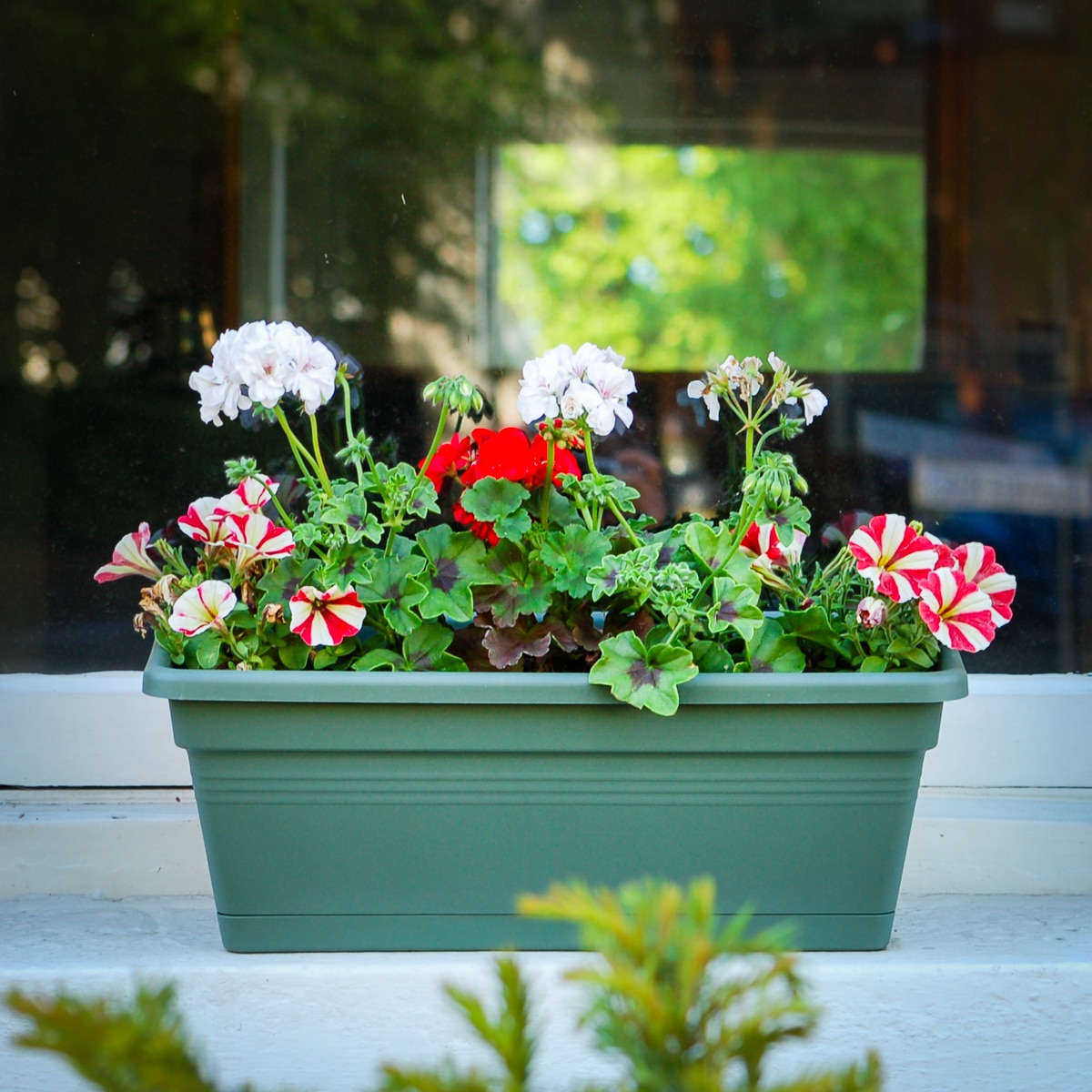 The Candy Cane Small Window Box. Colourful summer red and white plants for small window box