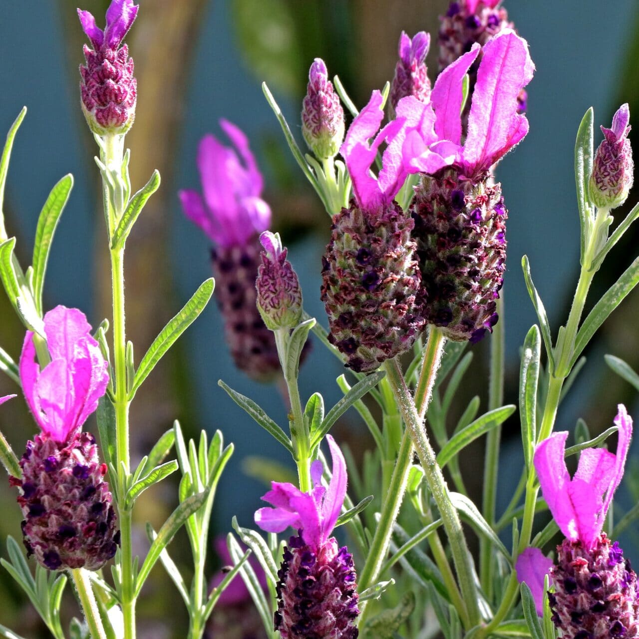 close up of lavender leaves