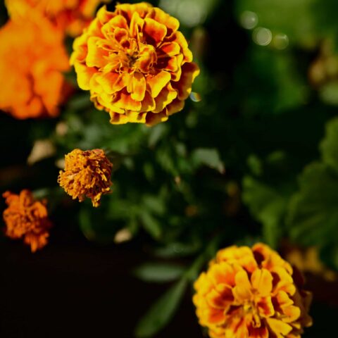 Sample  AF6516 Tea Garden French Marigold GoldWhite by Ronald Reddi