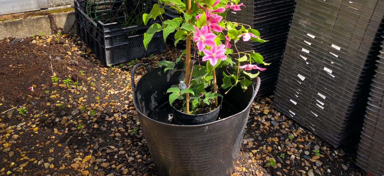 a plant pot outdoors, in a bucket 