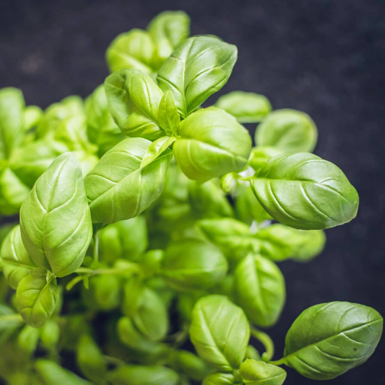 close up of basil leaves