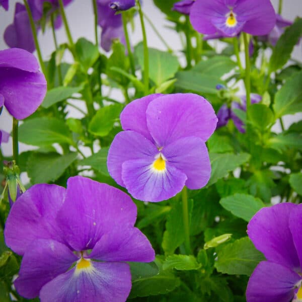 purple viola flowers