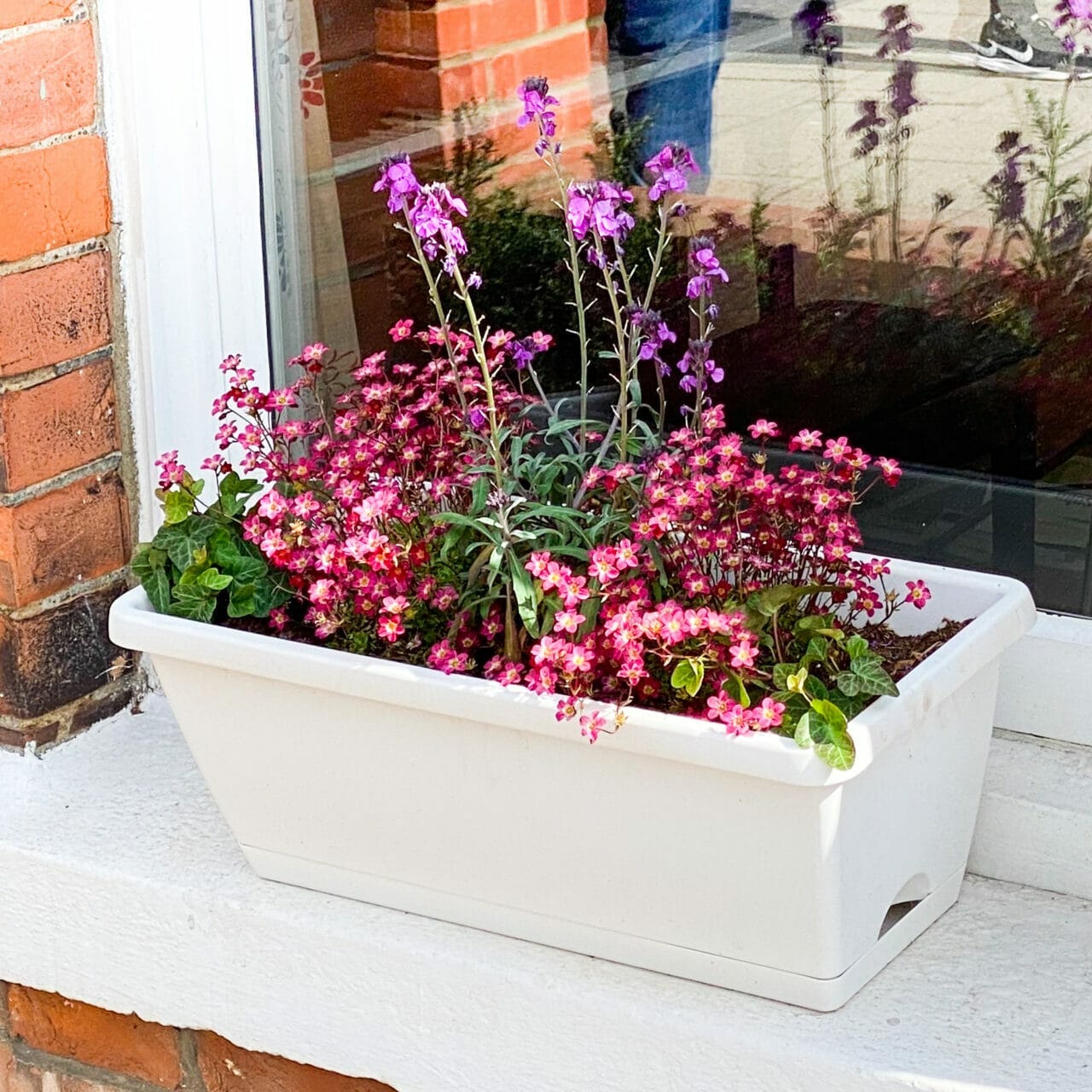 The Parrot Window Box. Colourful summer plants for window box