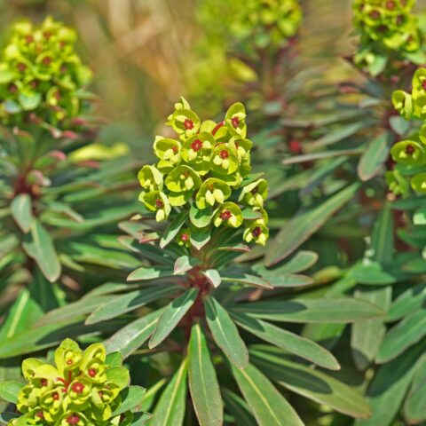 Euphorbia black pearl