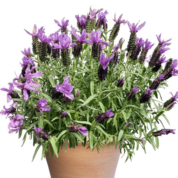 French lavender summer plant with stems of scented purple flowers which attract pollinators