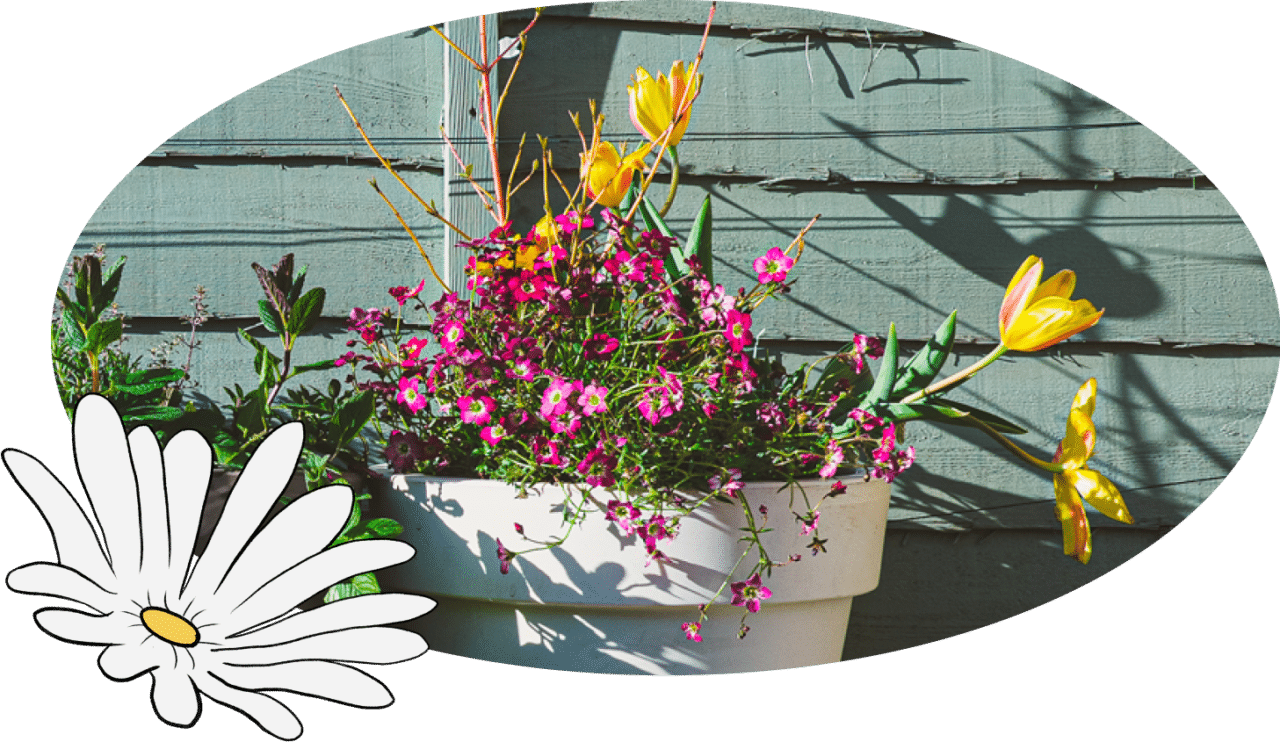 Photo of an outdoor Muddy Trowel plant in a pot