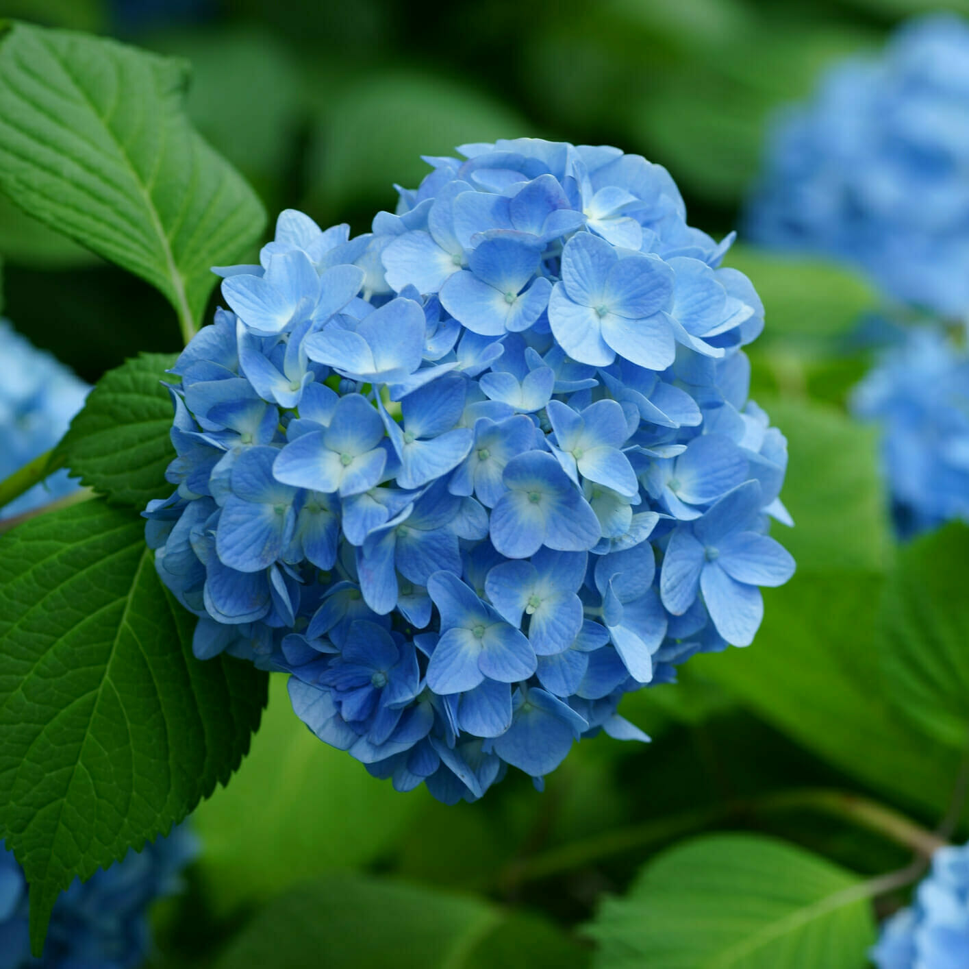 Image of Blue hydrangea plant 2