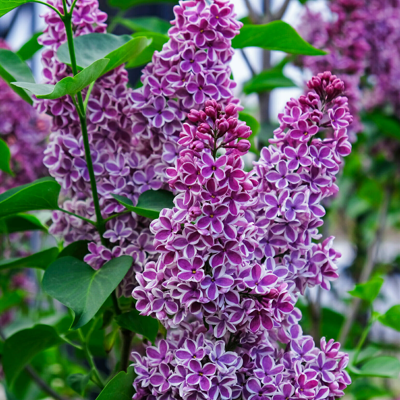 Lilac Lilac  FLOWERBX US