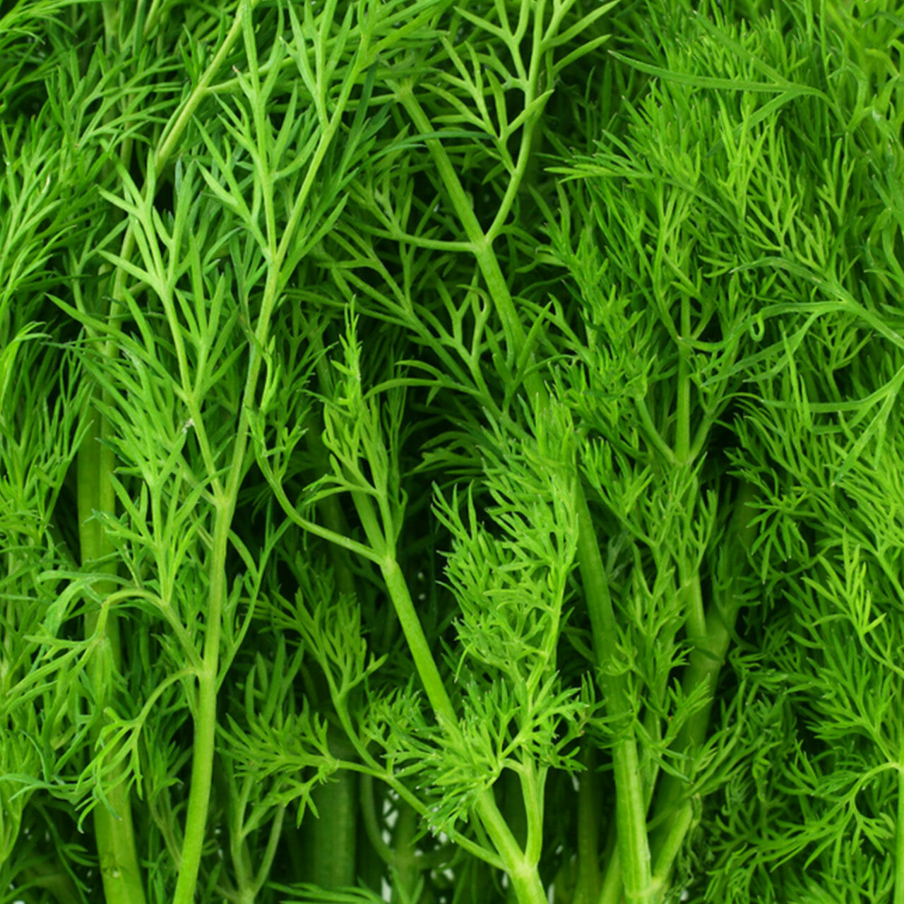 close up of dill leaves