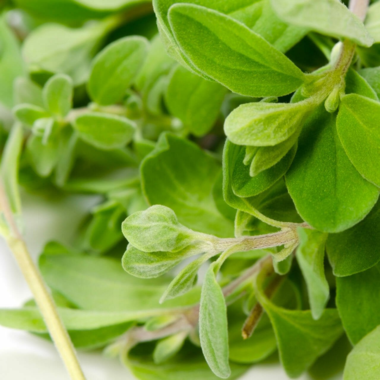 close up of majoram leaves